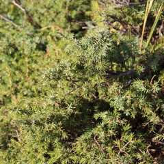 Juniperus communis hemisphaerica
