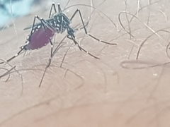 Stegomyia