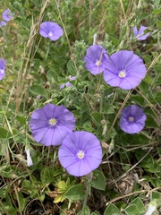 Convolvulus sabatius mauritanicus