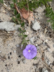 Convolvulus sabatius mauritanicus