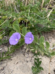 Convolvulus sabatius mauritanicus
