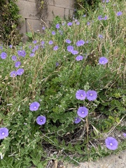 Convolvulus sabatius mauritanicus