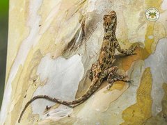 Anolis ortonii