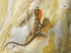 Anolis ortonii