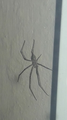 Hersiliidae