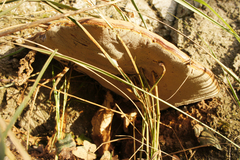 Ganoderma