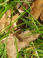Musotima nitidalis