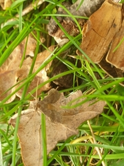 Musotima nitidalis