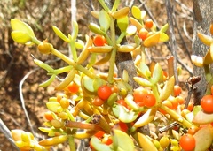 Viscum rotundifolium