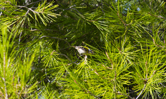 Regulus ignicapilla