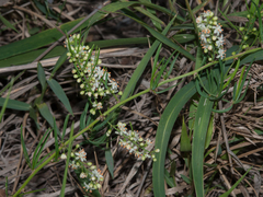 Asparagus natalensis