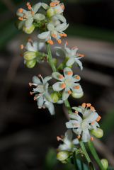 Asparagus natalensis