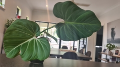 Philodendron gloriosum