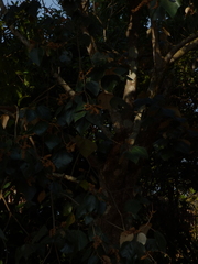 Mallotus tetracoccus