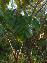 Mallotus tetracoccus