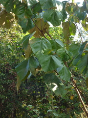 Mallotus tetracoccus