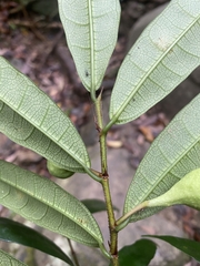 Ficus pyriformis