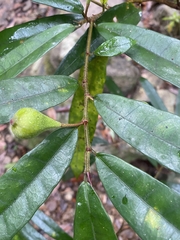 Ficus pyriformis