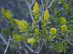 Pteronia empetrifolia