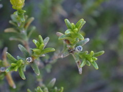Pteronia empetrifolia