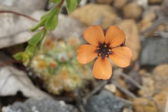 Drosera platystigma