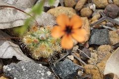 Drosera platystigma
