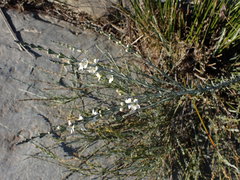 Gomphostigma virgatum