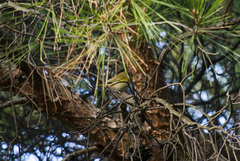 Phylloscopus collybita