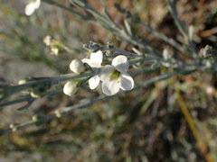 Gomphostigma virgatum