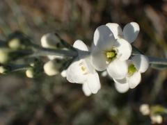 Gomphostigma virgatum