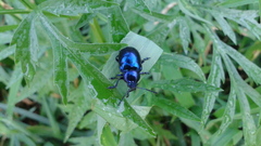 Chrysochus chinensis