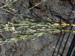 Gomphostigma virgatum