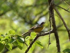 Emberiza cabanisi
