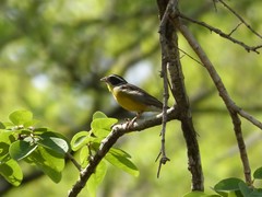 Emberiza cabanisi