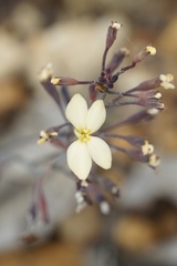 Stylidium spathulatum