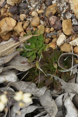 Stylidium spathulatum