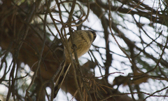 Aegithalos caudatus