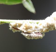 Spalgis lemolea lemolea