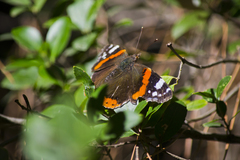 Vanessa atalanta