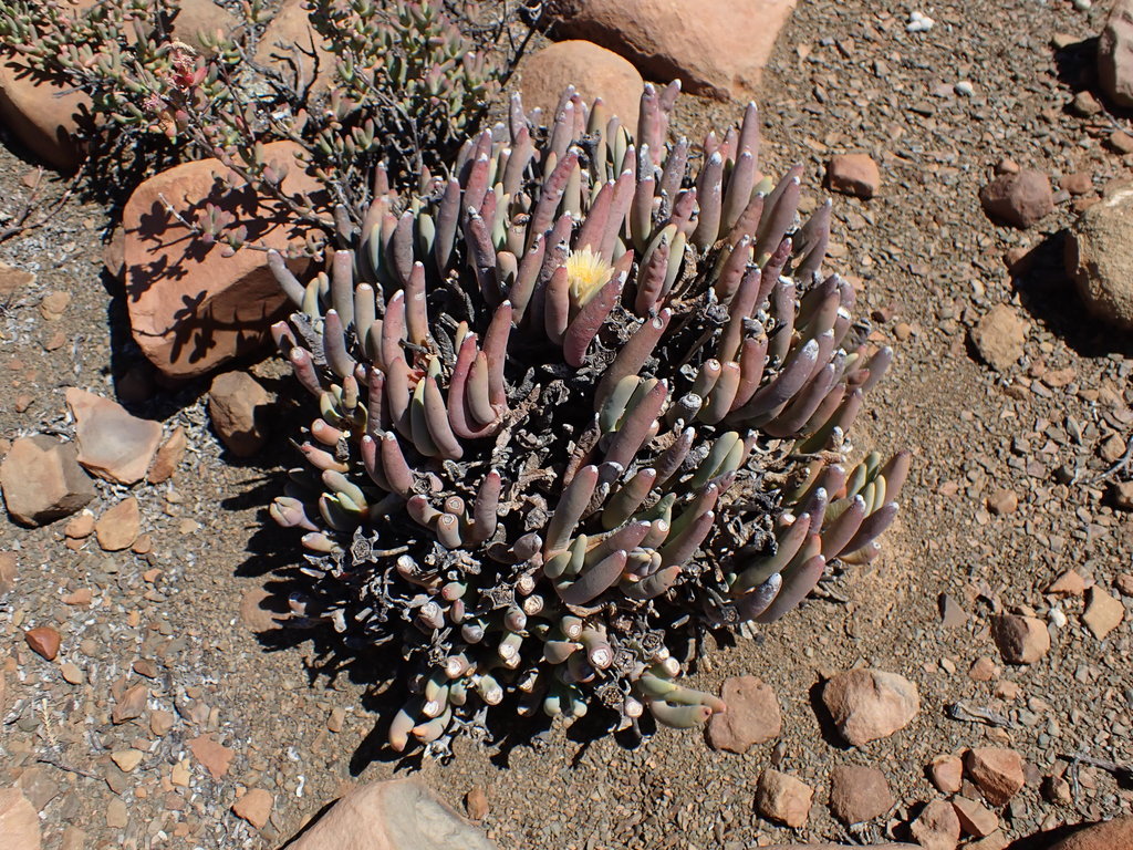 Western Fingerfig