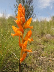 Dichromanthus aurantiacus