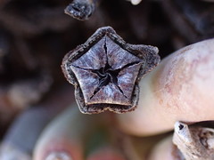 Cylindrophyllum comptonii