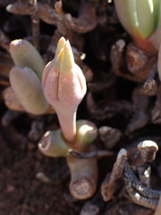 Cylindrophyllum comptonii