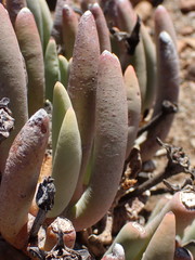 Cylindrophyllum comptonii