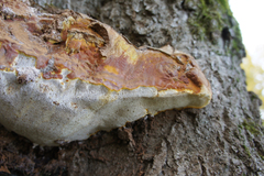 Ganoderma