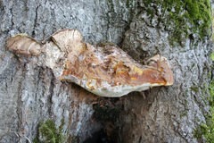 Ganoderma