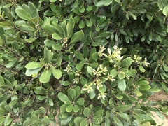 Pittosporum viridiflorum