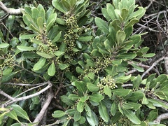 Pittosporum viridiflorum