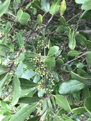 Pittosporum viridiflorum