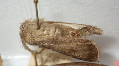 Agrotis segetum
